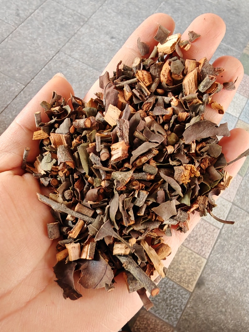 正品桑寄生药典标准桑寄生