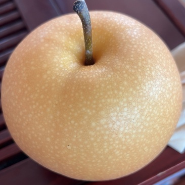 秋月梨上市，需要的老板可以看货包园了