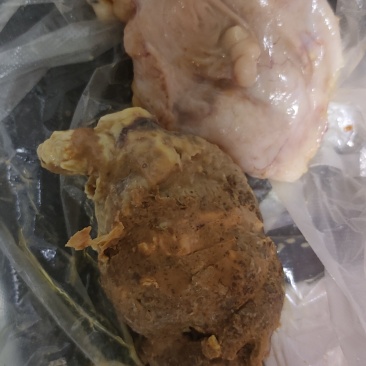 狮头鹅鹅宝