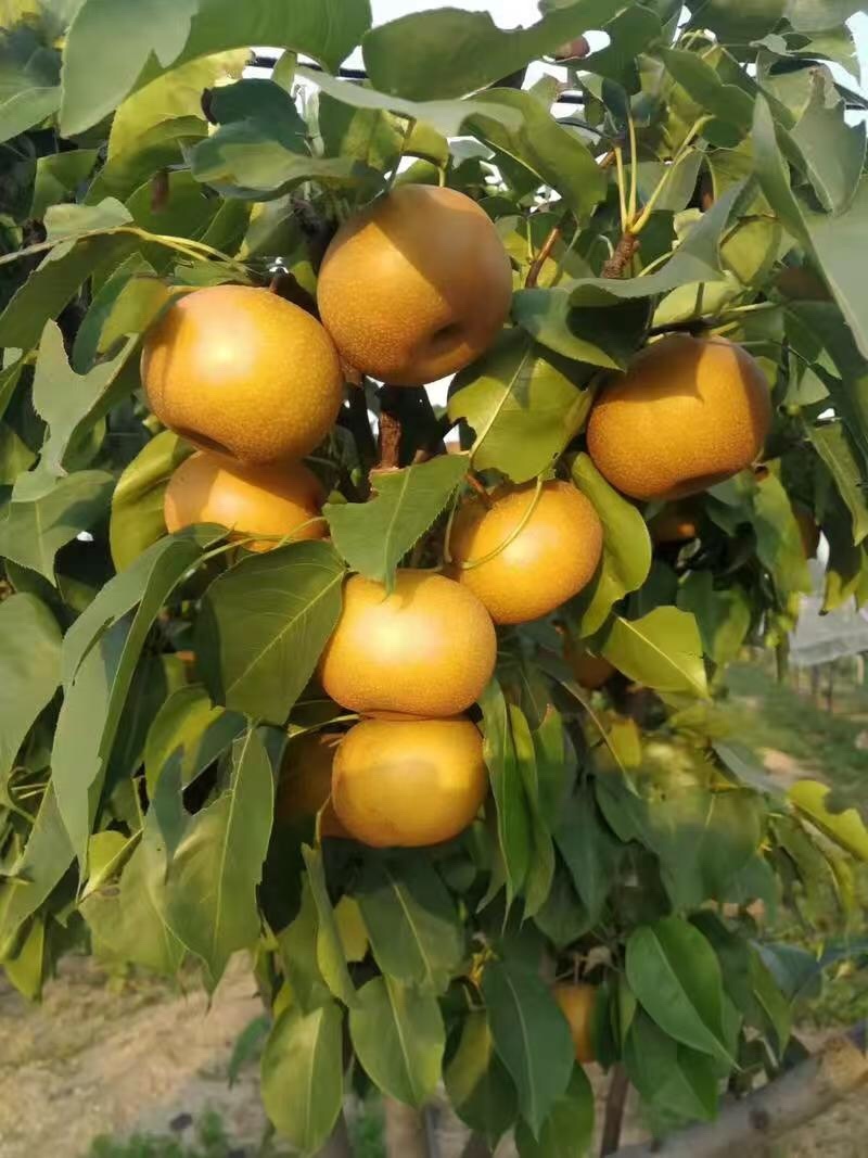 秋月梨品质保证服务周到产地直发价格美丽欢迎联系