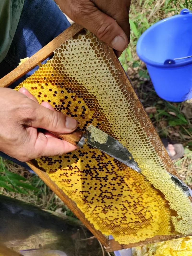 东方颜究生荔枝蜜、龙眼蜜