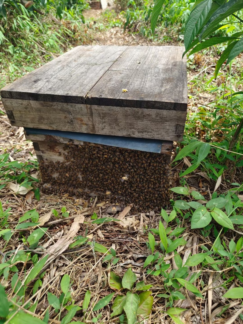 东方颜究生荔枝蜜、龙眼蜜