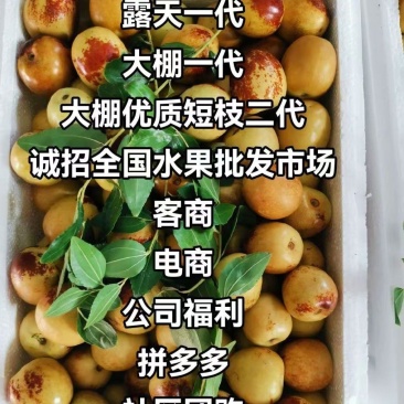 正宗沾化冬枣原产地直发，**甜脆，