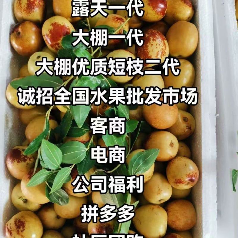正宗沾化冬枣原产地直发，**甜脆，