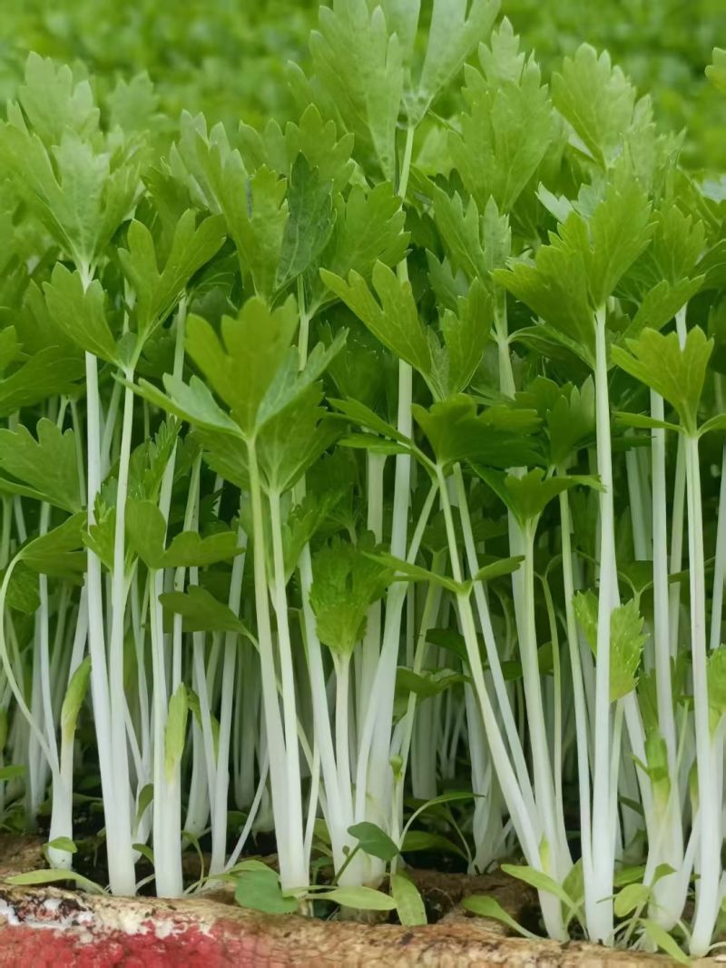 旱芹苗/通海县育苗基地直供现挖现发量大从优抗病高产
