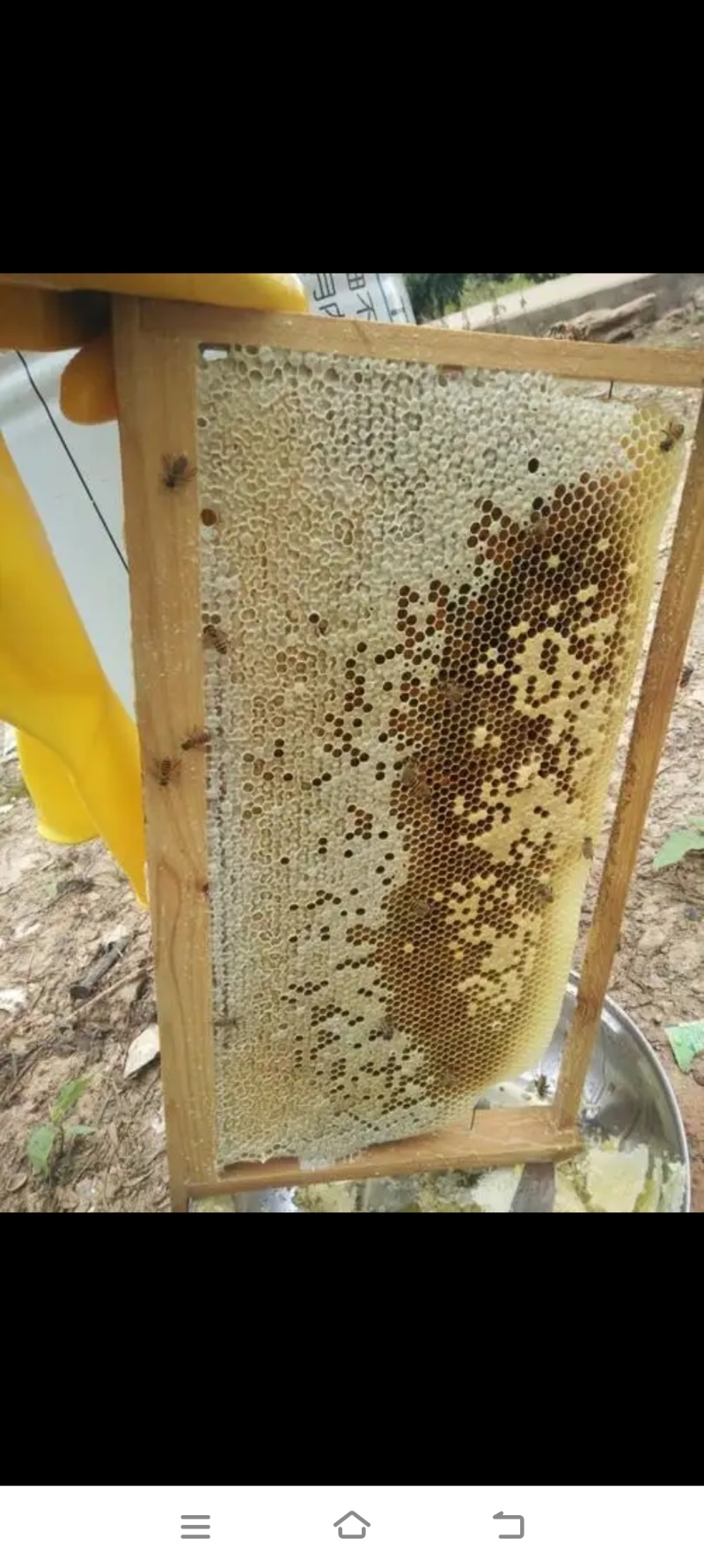 土蜂蜜树洞蜜