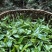 易武薄荷塘核心产区头春茶叶现货300公斤