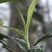 易武薄荷塘核心产区头春茶叶现货300公斤