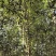 易武薄荷塘核心产区头春茶叶现货300公斤
