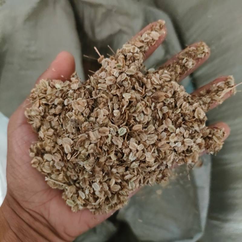 白芷种子对外批发，包种植包回收。免费提供技术执导