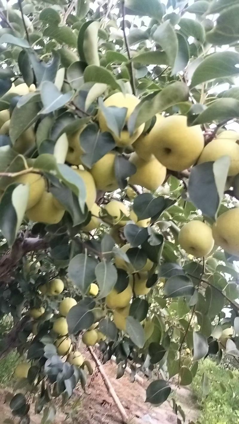 精品酥梨，自家果园，可带办