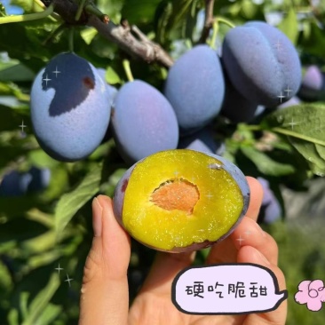【蓝蜜】靖远县蓝蜜西梅，现摘现发一件代发，团购带量有货