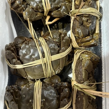 盘锦精品稻田蟹精品大闸蟹自营货源充足量大