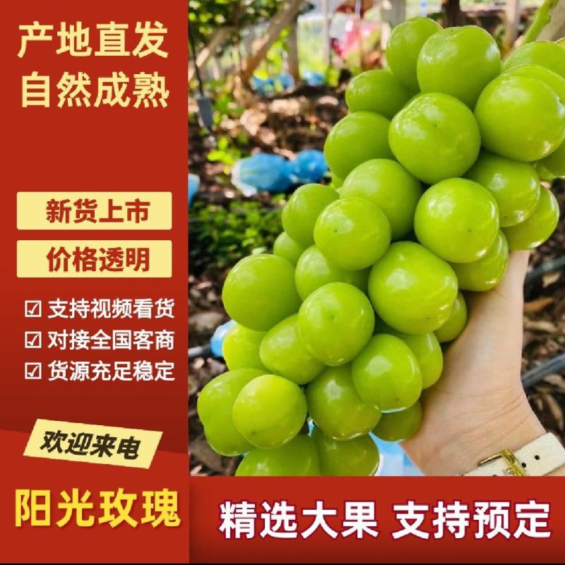 【热卖】精品阳光玫瑰，大量供应，质量好，糖度高，产地直供