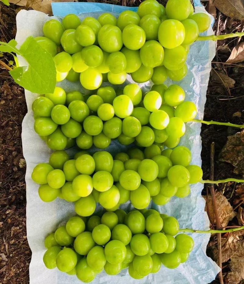 【热卖】精品阳光玫瑰，大量供应，质量好，糖度高，产地直供