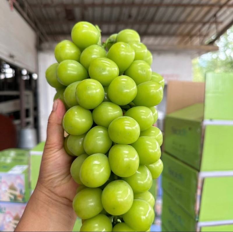 【热卖】精品阳光玫瑰，大量供应，质量好，糖度高，产地直供