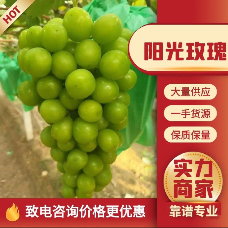 【热卖】精品阳光玫瑰，大量供应，质量好，糖度高，产地直供