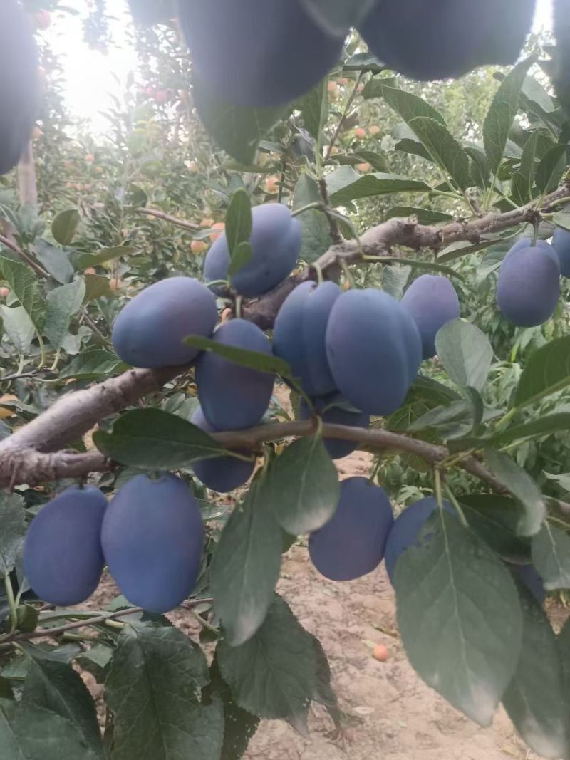 【蓝蜜】靖远县蓝蜜西梅，现摘现发一件代发，团购带量有货