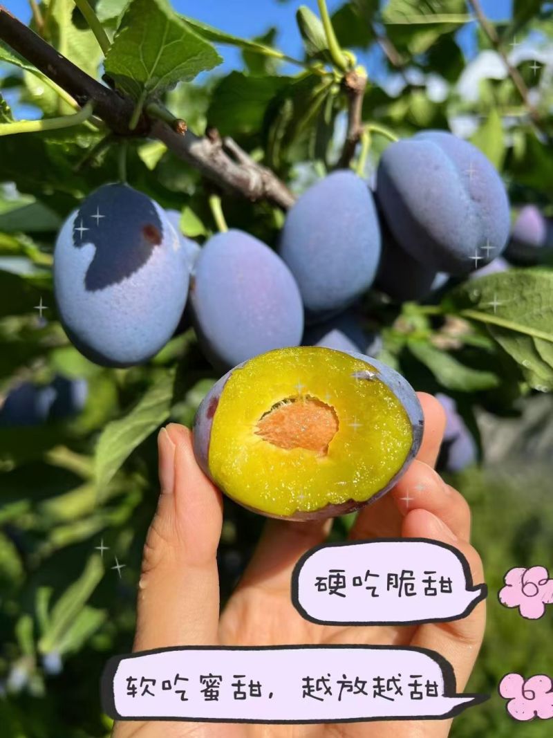 【蓝蜜】靖远县蓝蜜西梅，现摘现发一件代发，团购带量有货