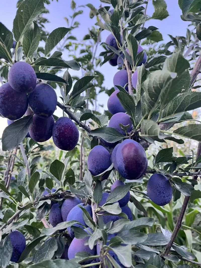 【蓝蜜】靖远县蓝蜜西梅，现摘现发一件代发，团购带量有货