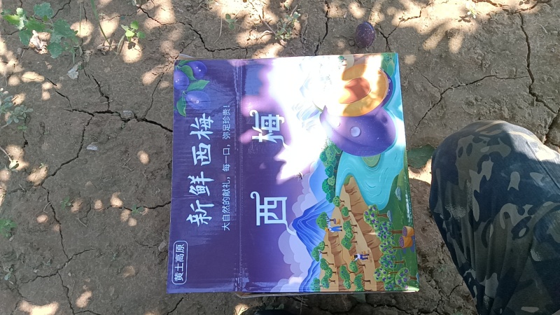 【蓝蜜】靖远县蓝蜜西梅，现摘现发一件代发，团购带量有货