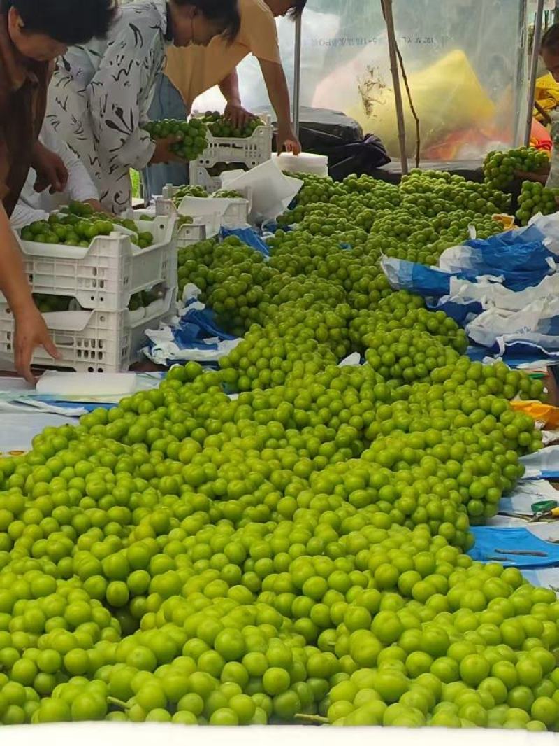 【热卖】精品阳光玫瑰，大量供应，质量好，糖度高，产地直供