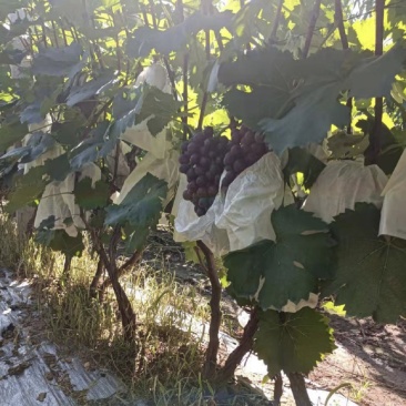 胶州胶北夏黑葡萄