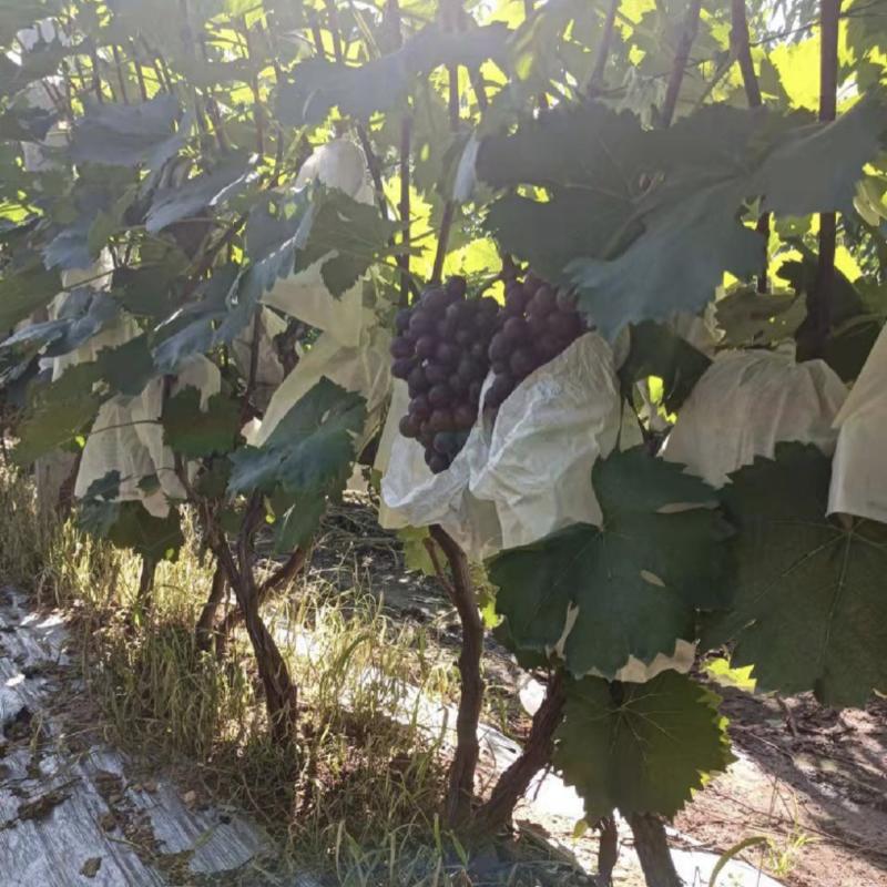 胶州胶北夏黑葡萄
