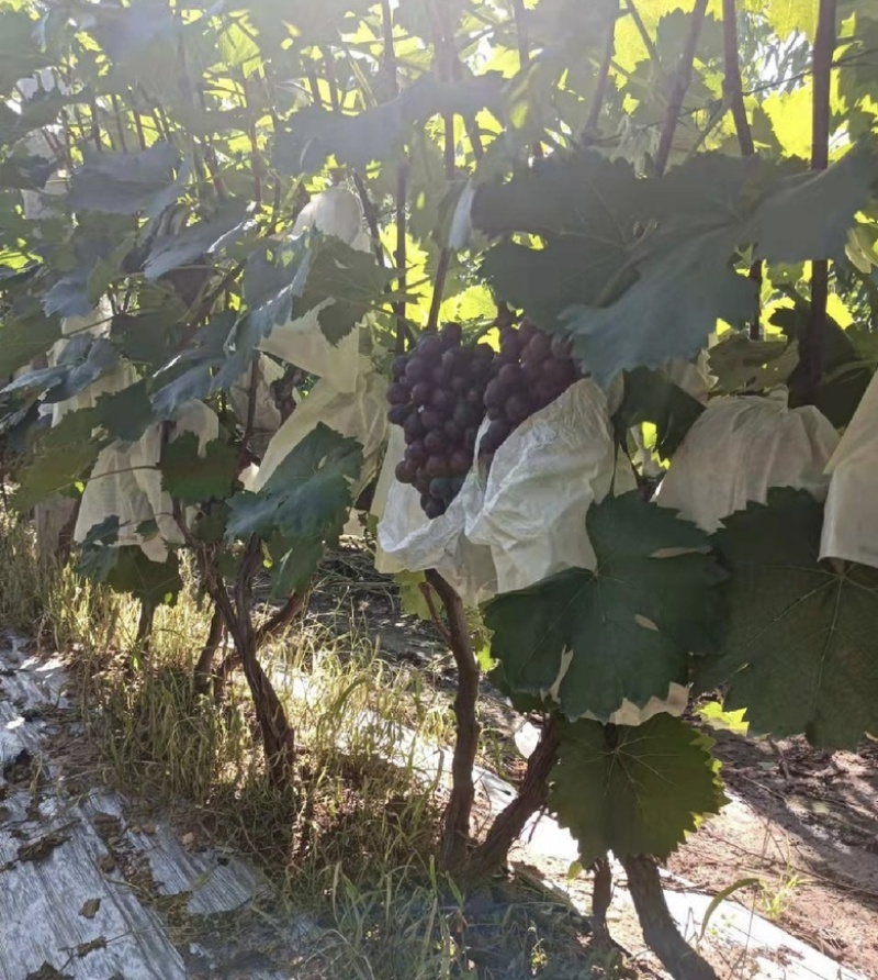 胶州胶北夏黑葡萄