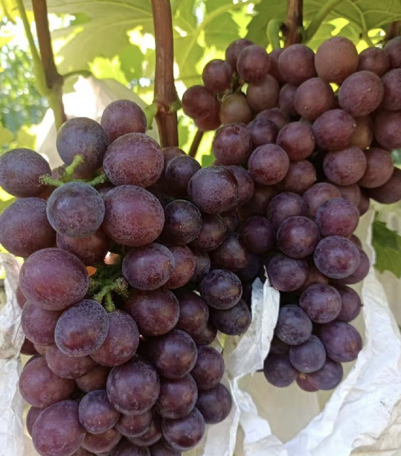 胶州胶北夏黑葡萄