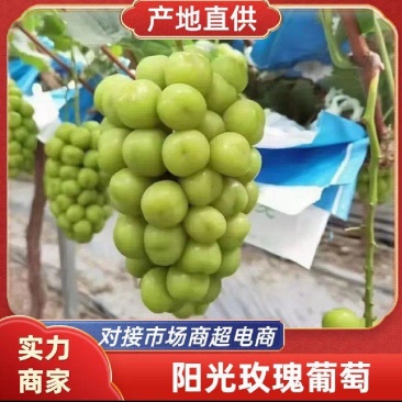 【热卖】精品阳光玫瑰，大量供应，质量好，糖度高，产地直供