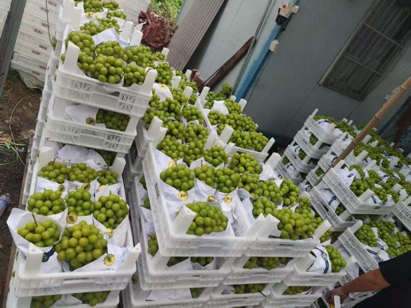 【热卖】精品阳光玫瑰，大量供应，质量好，糖度高，产地直供