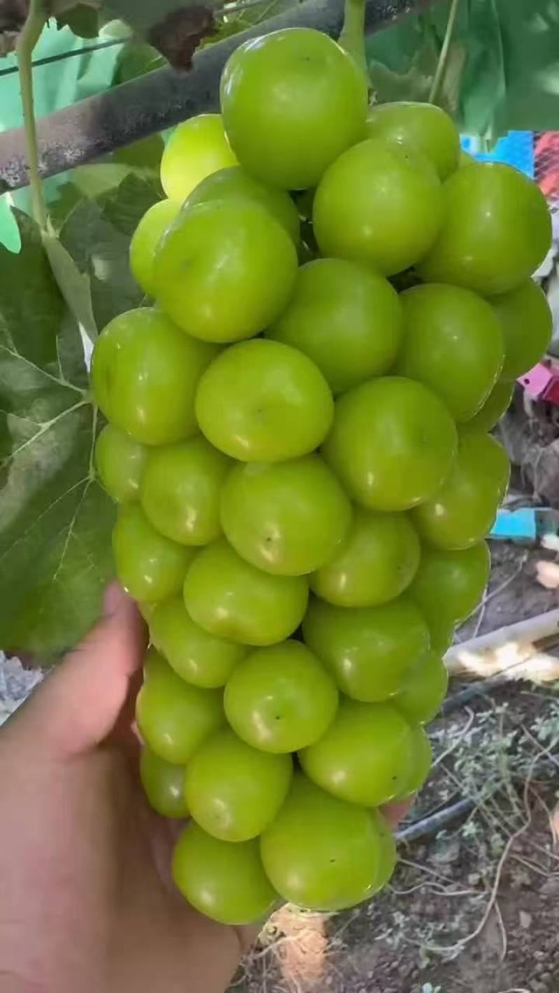 【热卖】精品阳光玫瑰，大量供应，质量好，糖度高，产地直供