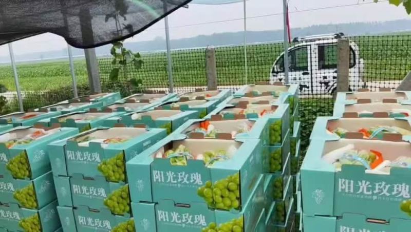 【热卖】精品阳光玫瑰，大量供应，质量好，糖度高，产地直供