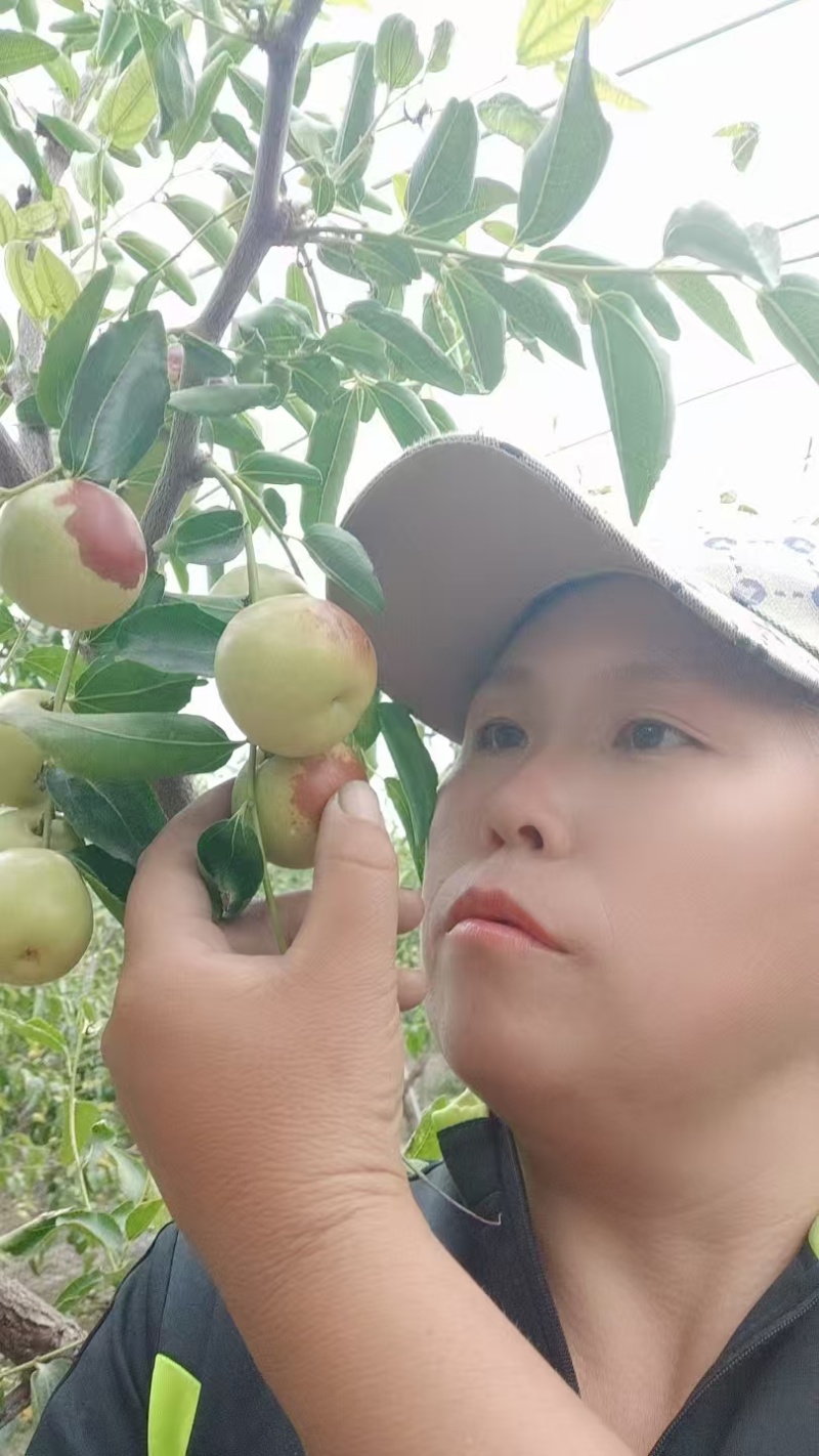 云南弥勒冬枣，一件代发，批发，全国包邮，诚信为本，