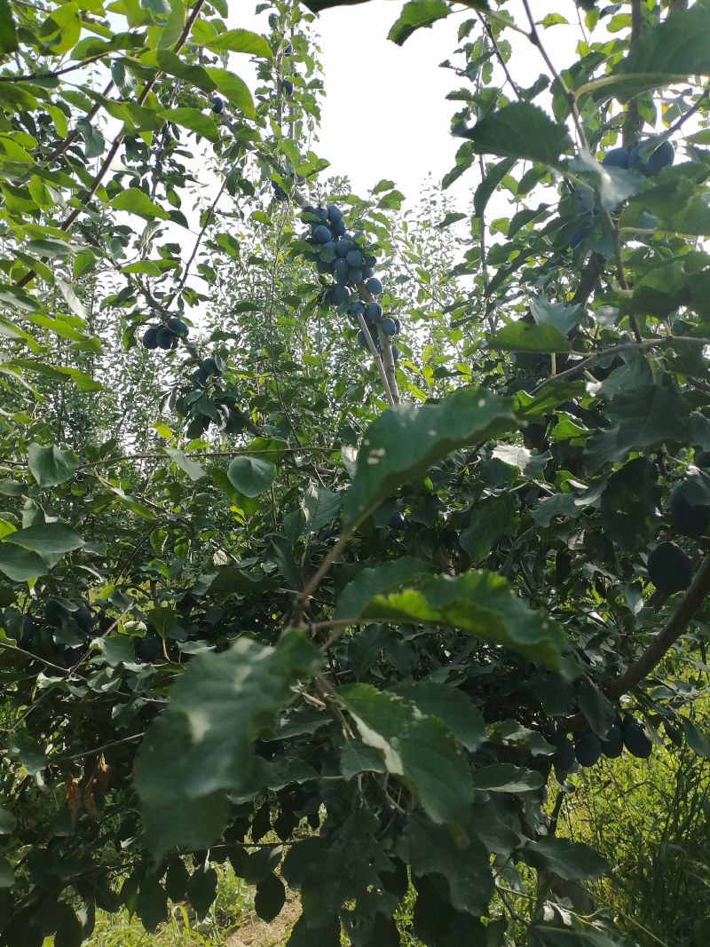 新疆产地西梅直发