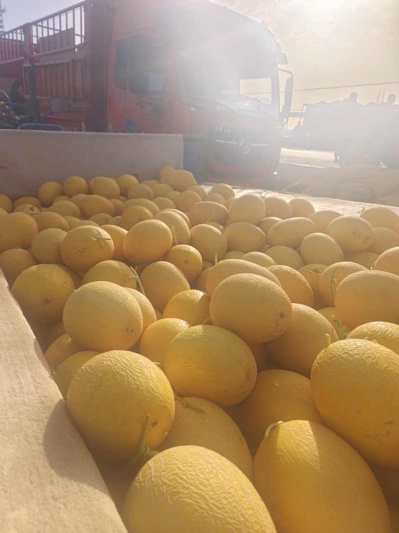精品二级哈密瓜华大量有货货源充足价