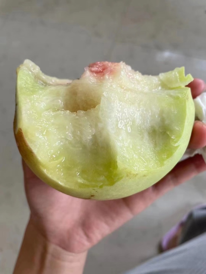 超甜的晚熟青脆桃，桃中的劳斯莱斯马上上市果期20天