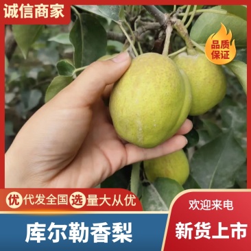新疆产地梨一手货源库尔勒香梨量大对接电商平台批发市场
