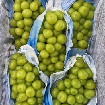 阳光玫瑰