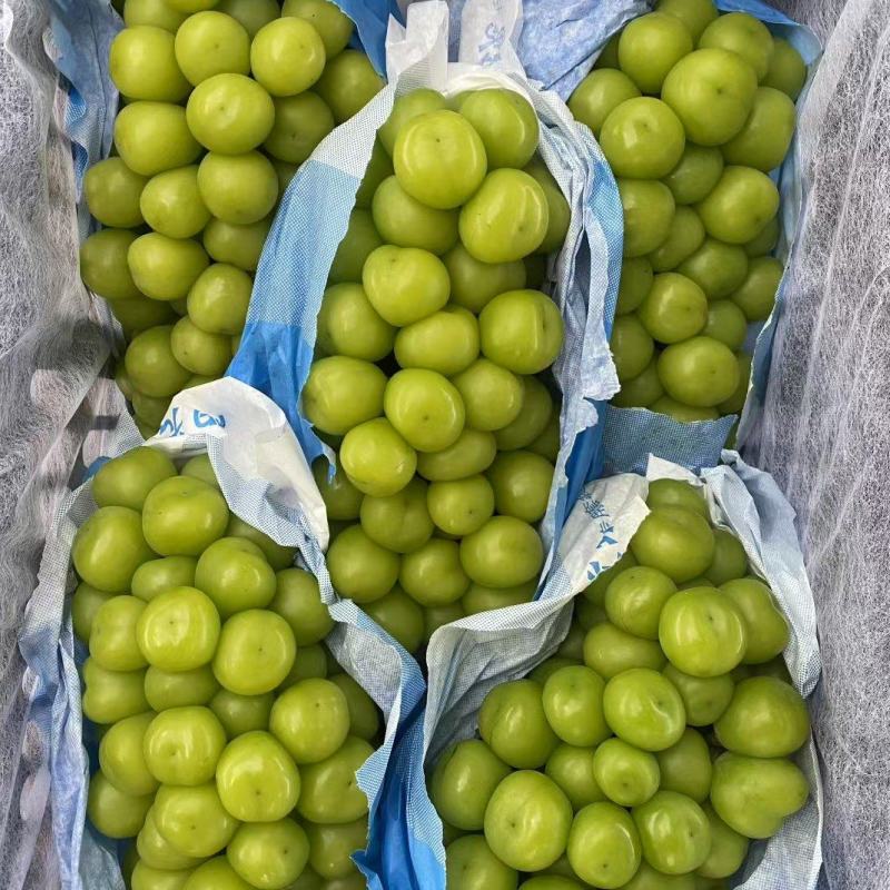 阳光玫瑰