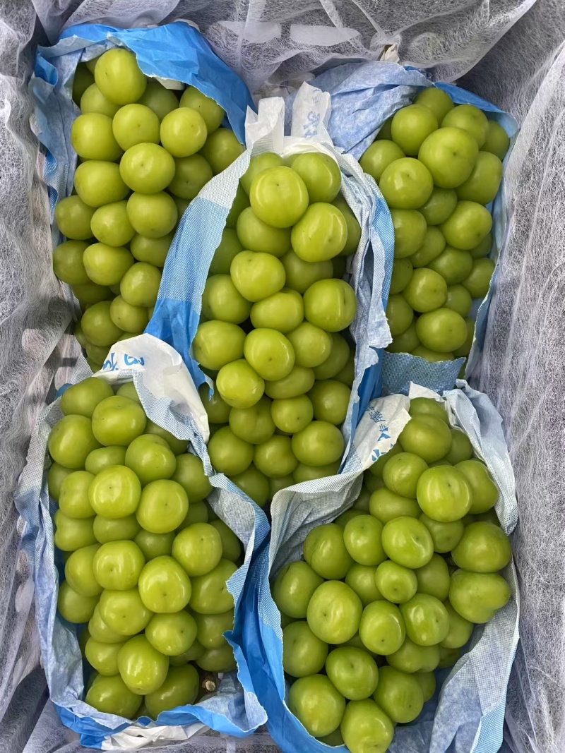 阳光玫瑰