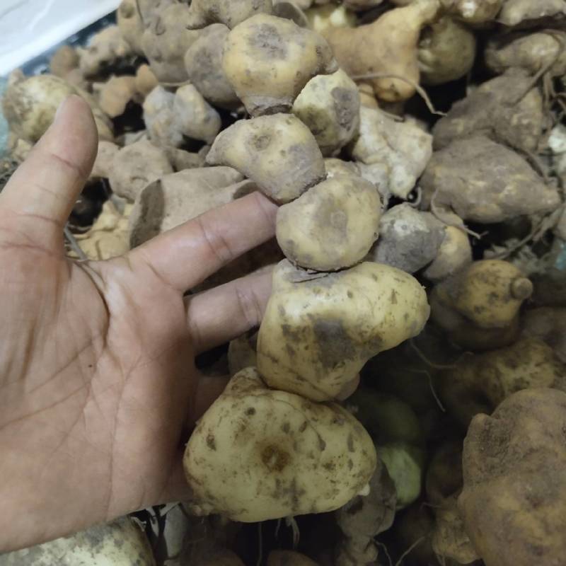 老虎姜滇黄精