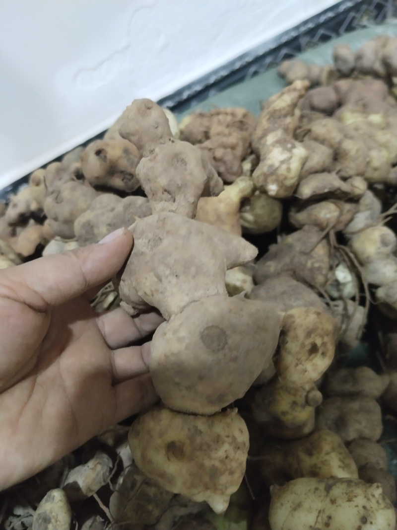 老虎姜滇黄精