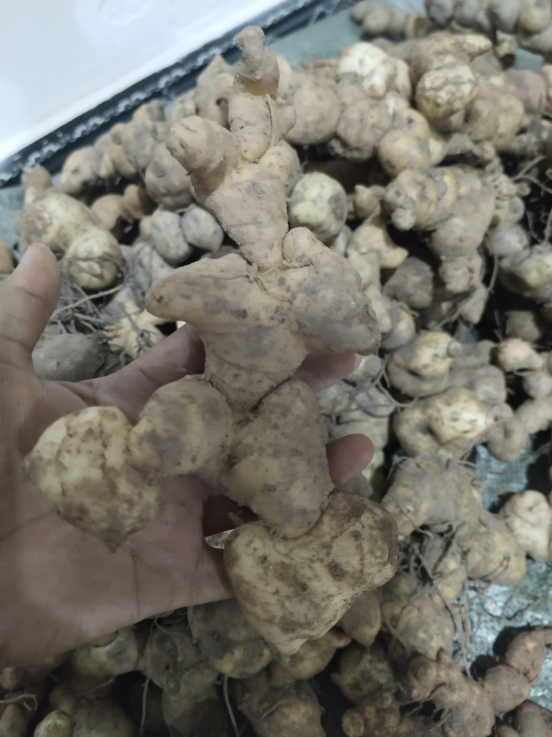 老虎姜滇黄精
