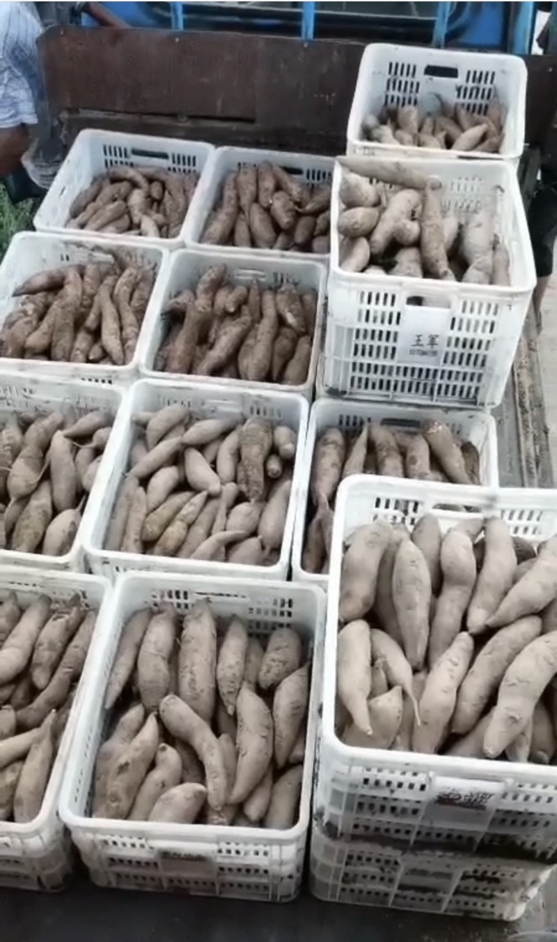大量收购龙薯九工厂货，量大致电联系