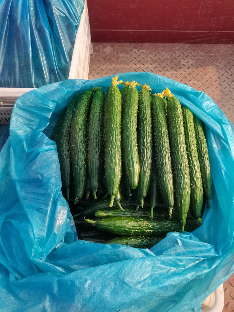山东聊城密刺黄瓜，大量上市，规格齐全，欢迎来电。