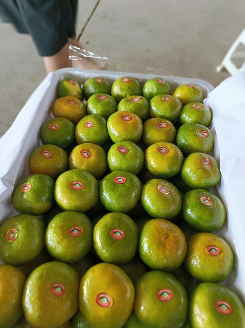 【精品湖北高山蜜橘】产地一手货源品质保证口感甜皮薄多汁