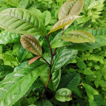 有性系果实种植茶树苗大叶种茶叶苗厚轴茶大果茶荒野茶
