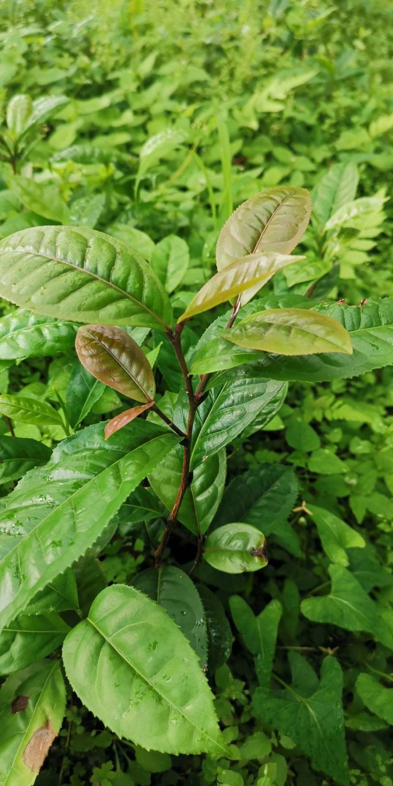 有性系果实种植茶树苗大叶种茶叶苗厚轴茶大果茶荒野茶